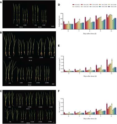 Physiological analysis reveals the mechanism of accelerated growth recovery for rice seedlings by nitrogen application after low temperature stress